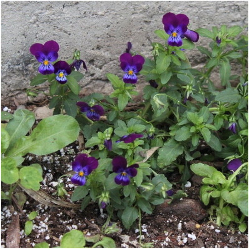 Seed Needs, King Henry Viola (Viola cornuta) Twin Pack of