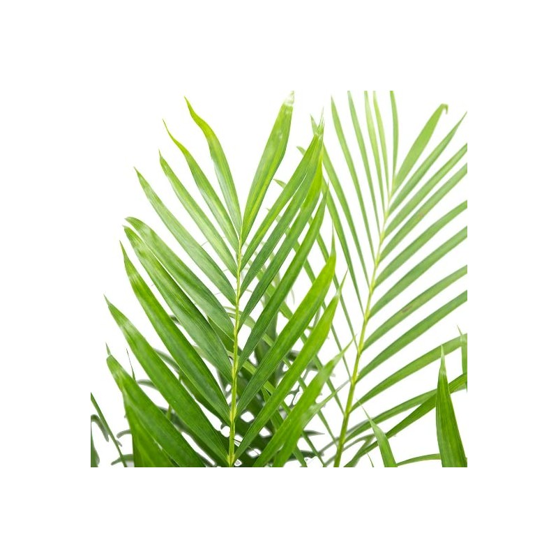 American Plant Exchange Cat Palm – 10-Inch Pot – Live