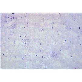 10pk Bacillus Smear, Gram Positive Stain - Prepared Microscope Slides - 75 x 25mm - Classroom Pack, 10 Slides in Storage Case - Biology & Microscopy - Eisco Labs