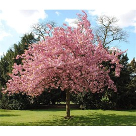 Garden Plants Seeds Bonsai Tree Japanese Sakura Seeds 20 Seeds Rare Japanese Cherry Blossoms Flowers Seeds in Bonsai Pink