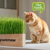 Organic Cat Grass Kit for Indoor Cats - 3 Pack