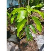 Tree Sweet Tart MANGO TREE GRAFTED 3-5Ft Tall.Ship To All