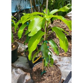 Tree Sweet Tart MANGO TREE GRAFTED 3-5Ft Tall.Ship To All States. 7 Gallon Size