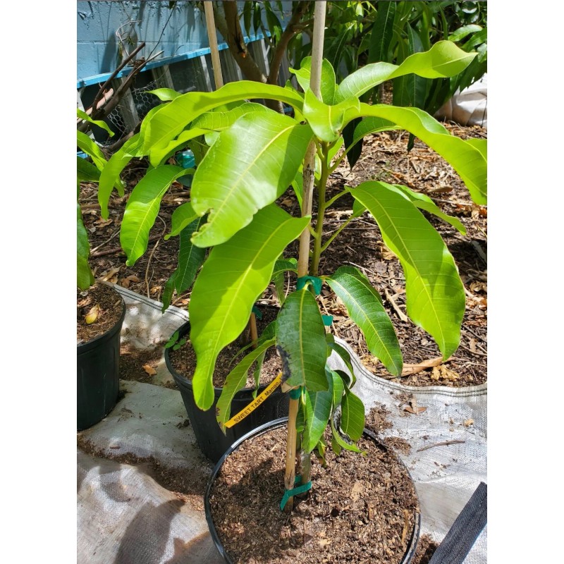 Tree Sweet Tart MANGO TREE GRAFTED 3-5Ft Tall.Ship To All