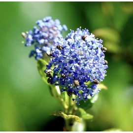 Home-Growth Blueblossom, Ceanothus Thyrsiflorus - 20 Seeds 2025 - USA