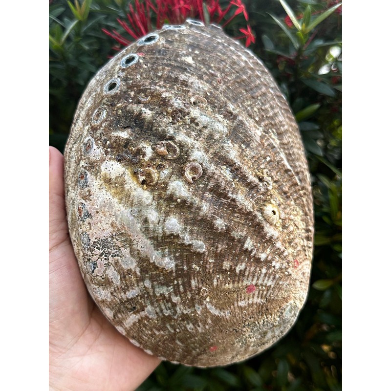 Wholesale Jumbo Abalone Shell, 7-8" Seashell Incense Burner, Smudge Bowl