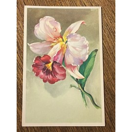 Orchid, Flower Floral Old Vintage Postcard Card Unposted Art Belgium Cottage