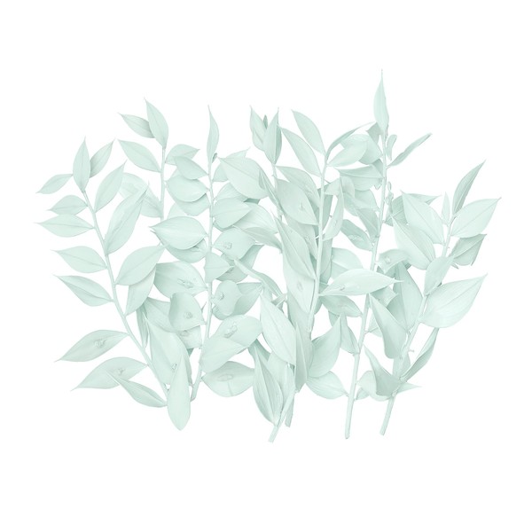 The Baked Studio The Baked Studio - Original Dried Flower