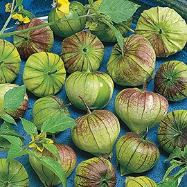 Park Seed Purple Tomatillo Seeds