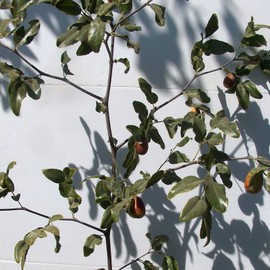 Jujube T607A (2) Lang Jujube Tree 8" Cuttings For Grafting ScionWood/Scio