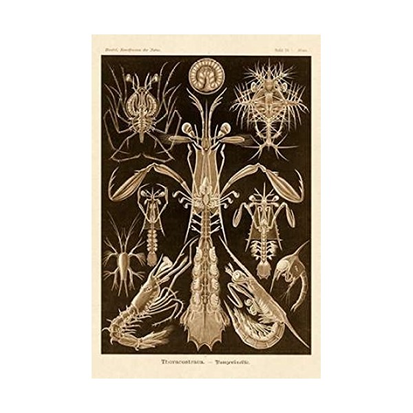 Posterazzi Nature Illustrations: Thoracostraca Crustaceans-Sepia Tint Poster Print by Ernst