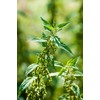 Health Embassy Stinging Nettle Leaf | Urtica Dioica L |
