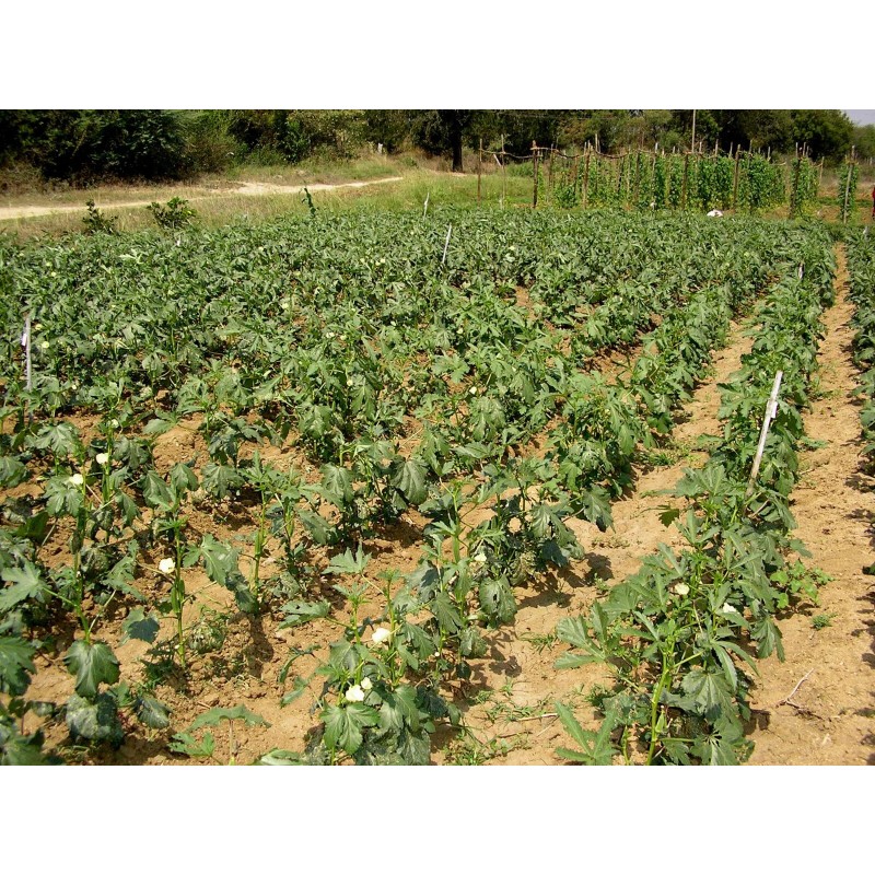 Frontier Seeds NON-GMO Red Burgundy Okra seeds Heirloom Open Pollinated