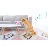 Outward Hound Fattiez Chicken Plush Squeaky Dog Toy, XS