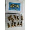 24 Wet REAL Bees YELLOW JACKET WASP V Pensylanica Wet