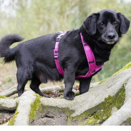 Anny·x Fun Dog Harness, Adjustable, Sun Hat, Sizes XXS to XL (Sun Hat, S)