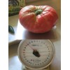 BEHEMOTH GIANT TOMATO * LARGEST FRUIT * HEAVY YIELDING PLANTS