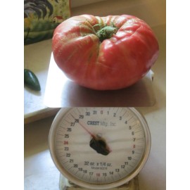 BEHEMOTH GIANT TOMATO * LARGEST FRUIT * HEAVY YIELDING PLANTS *