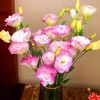Lisianthus Flower Seeds for Planting - 300+ Annual Lisianthus Double