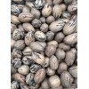 Patrick Creek Farm Texas Native Pecan Tree Seeds 20 Fresh