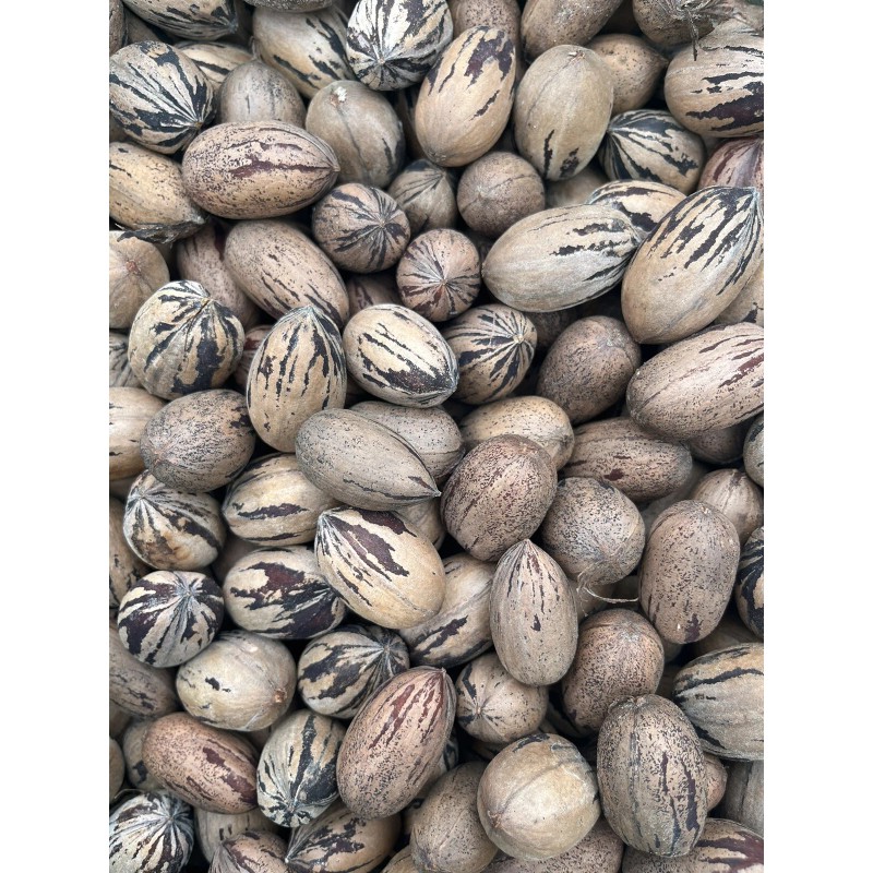 Patrick Creek Farm Texas Native Pecan Tree Seeds 20 Fresh