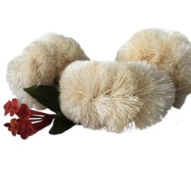 Siyo Natural Bath Body Scrub Brush Skin Smooth Scrubbing Coconut Coir Cleaning The Body Natural Bristal for Post Shower & Bath Skincare Routine Eco-Friendly (2 Pack)