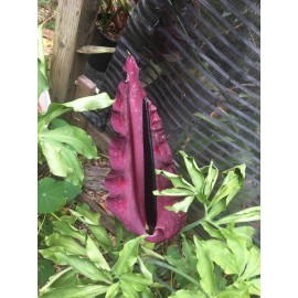 35 seeds Dragon lily arum flower voodoo amorphophallus bulb tuber cactus calla Q