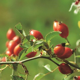 Niels Yard Remedies's Rosehip & Shea Butter Lip Balm 4.5g