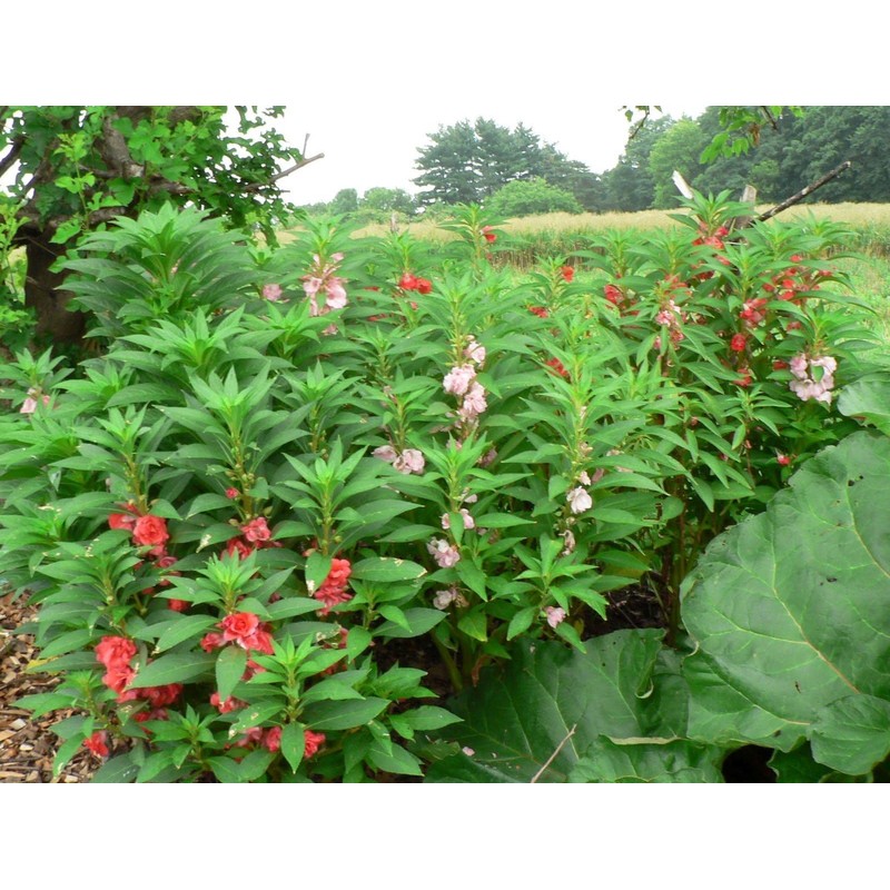 22Day Seeds: Seeds Balsam Camellia Flowered Mix/Impatiens balsamina/Annual Flowers