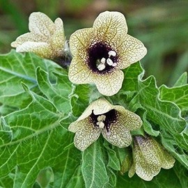 Palm Beach Medicinal Herbs - Henbane (Hyoscyamus Niger) - Packet of 20 Seeds