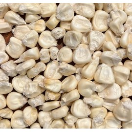 Cacahuazintle White Corn Masa Pozole Tamale Maize 20 Seeds for Planting Pack
