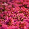 Sz Essentials Rose-Geranium Essential Oil - 100% Pure and Undiluted