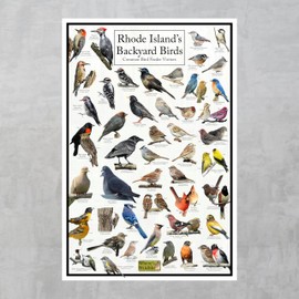 Where's Wildlife Rhode Island's Backyard Birds Poster - Rhode Island Bird Chart Highlighting Birds At Your Bird Feeder (8" x 12")