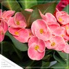Live Crown of Thorns (Euphorbia Milii) - Light Pink Blooms