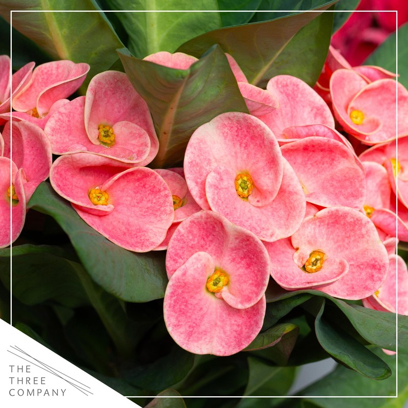 Live Crown of Thorns (Euphorbia Milii) - Light Pink Blooms