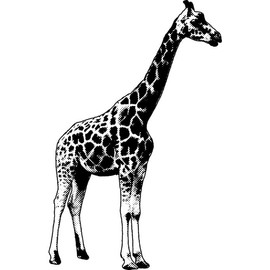 'Giraffe' Rubber Stamp - Unmounted Design for Crafting & Scrapbooking, A7 (RS00050449)
