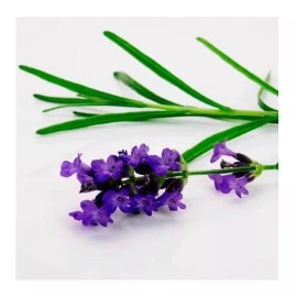 La Perfumm Aceite Esencial De Lavanda 15ml 100% Puro Aromaterapia Ó