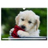 Das Glück hat einen Namen - Golden Retriever (Wandkalender 2025