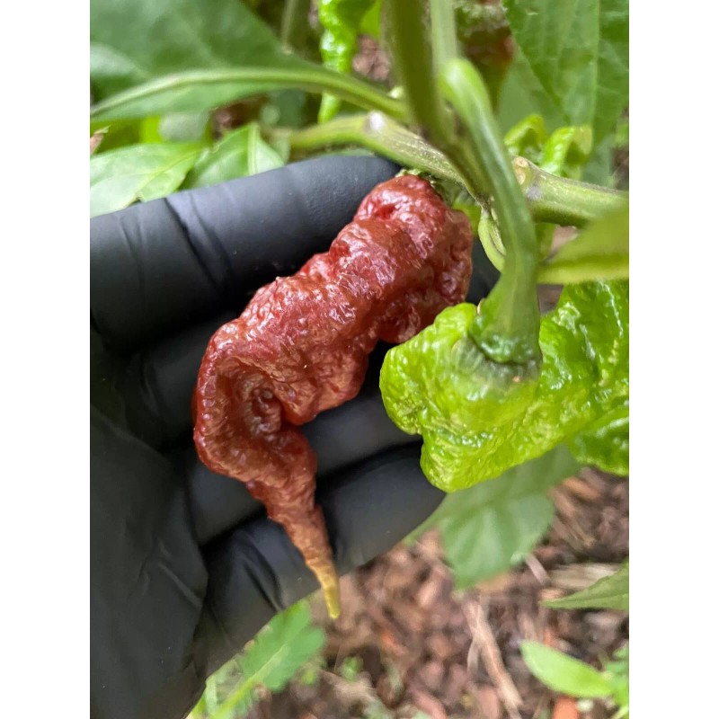 Pepper Fuego Chocolate Primotalii Hot Sauce