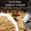 VNAKER Natural Wheat Straw, 1 LB Clean Dry Straw Bale