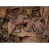 BKK MUTSU Circle Heavy-SS Hook | 1/0 | 7-Pack |