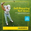 Barenbrug Barenbrug Turf Star Regenerating Perennial Ryegrass Lawn Seed with