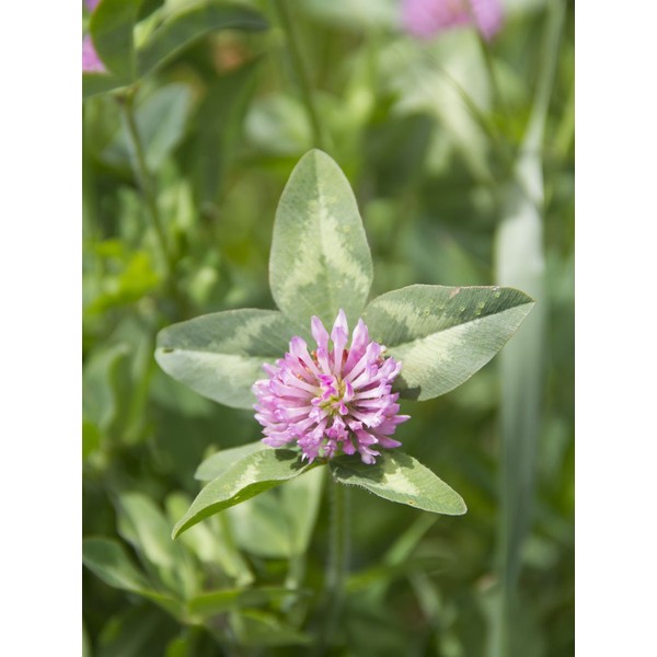 Organic Alsike Clover - 5 LB Bulk ~1,250,000 Seeds -