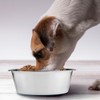 Fancy Pets Plato de Acero Inoxidable Antiderrapante para Perro con