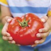 Parks Whopper tomato seeds New for 2025 season 20 count