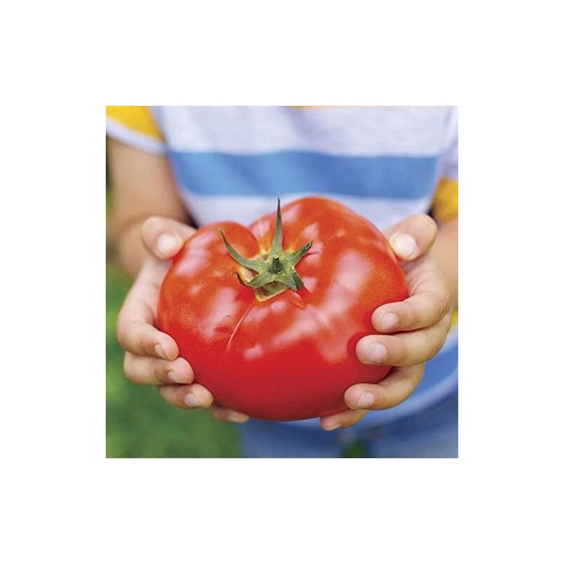 Parks Whopper tomato seeds New for 2025 season 20 count