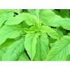 White 1000-2000 Varieties Red, Green, Red Stem, White Amaranth Chinese