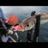 Daiwa (DAIWA) Worm, Gekkabijin Breaking Beam 1.3, Cherry Blossom Dot