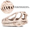Resin Dinosaur Skull Model Simulated Animal Skeleton Home Office Decor
