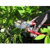Meister Garden Shears with Anvil Blade - Suitable for Dry